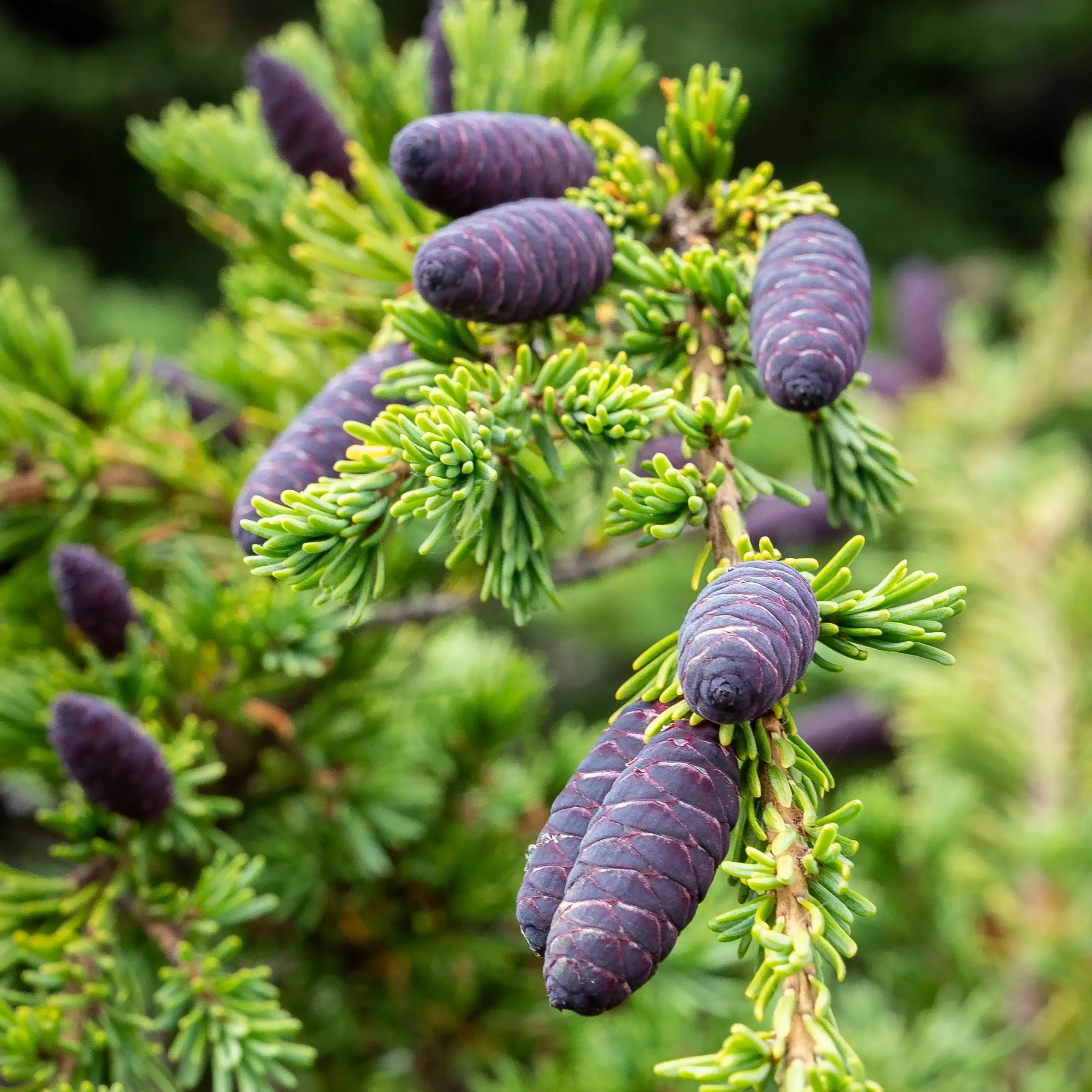 Mountain Hemlock