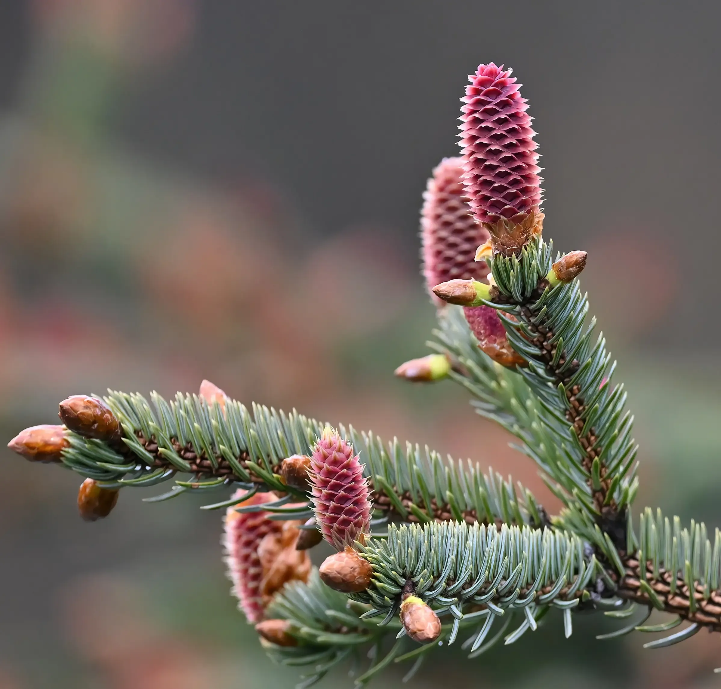 Sitka Spruce