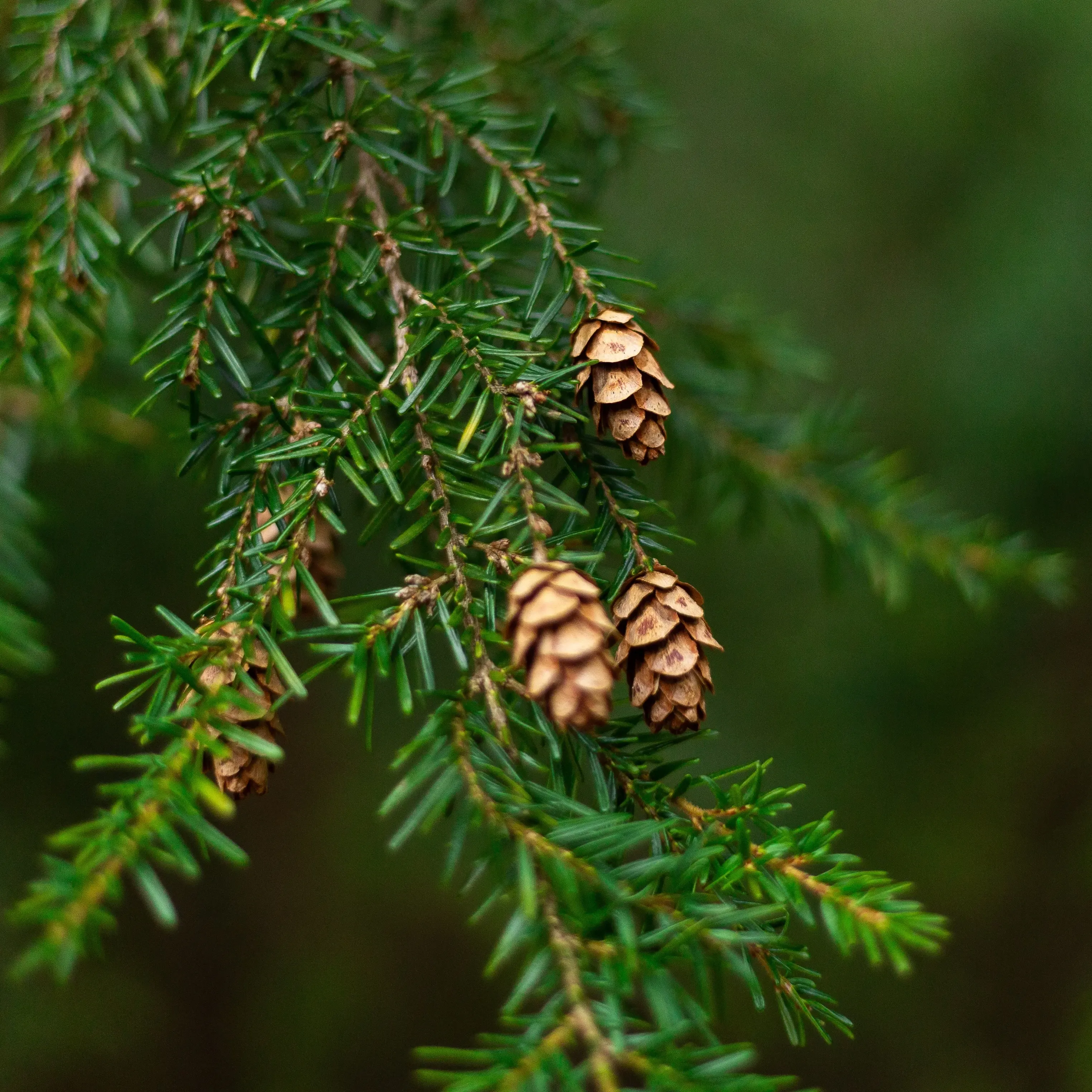 Western Hemlock