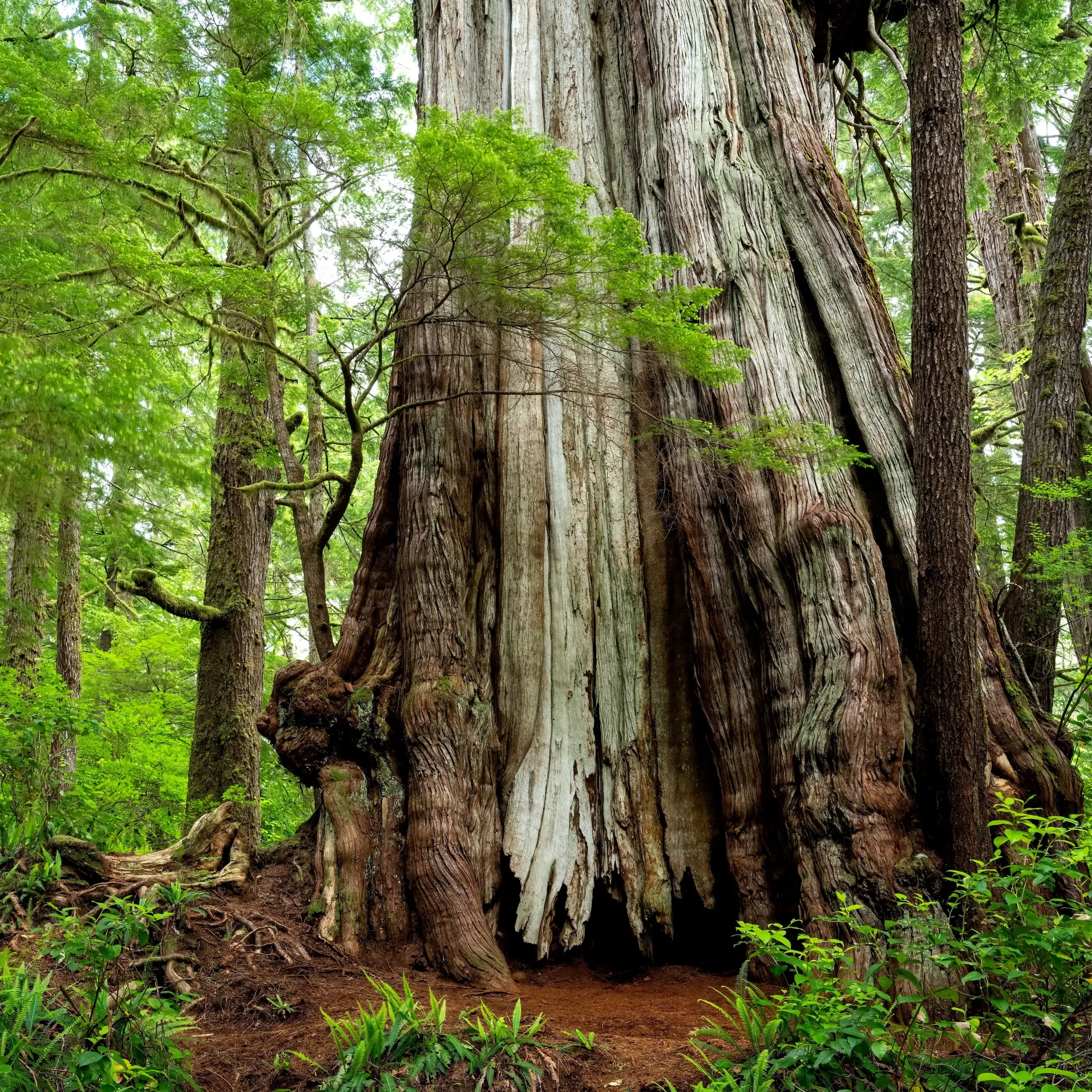 Western Redcedar