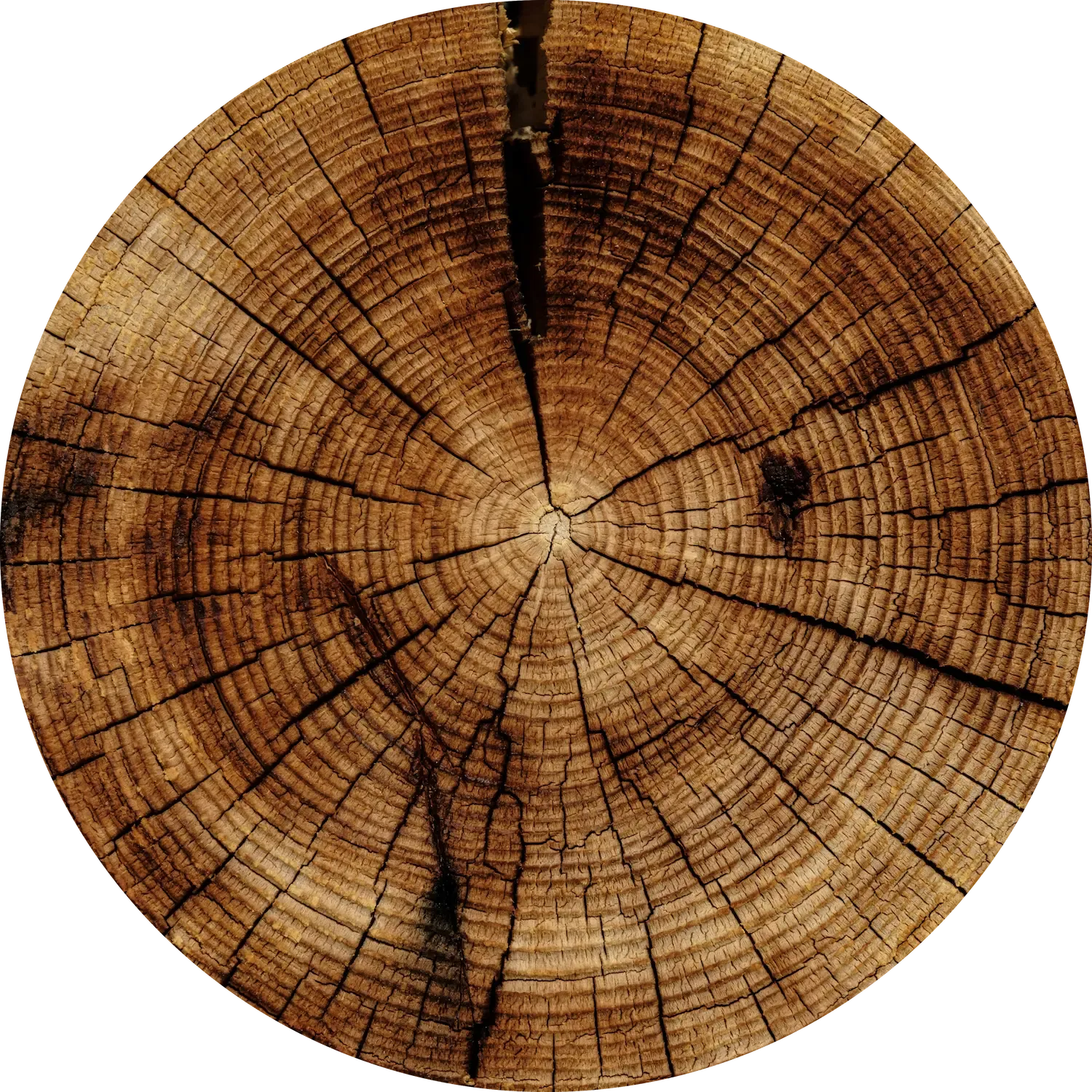 Ancient Growth