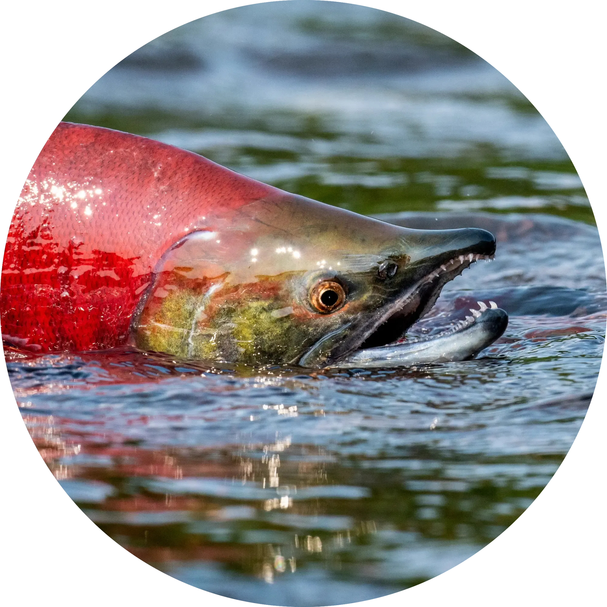 Salmon