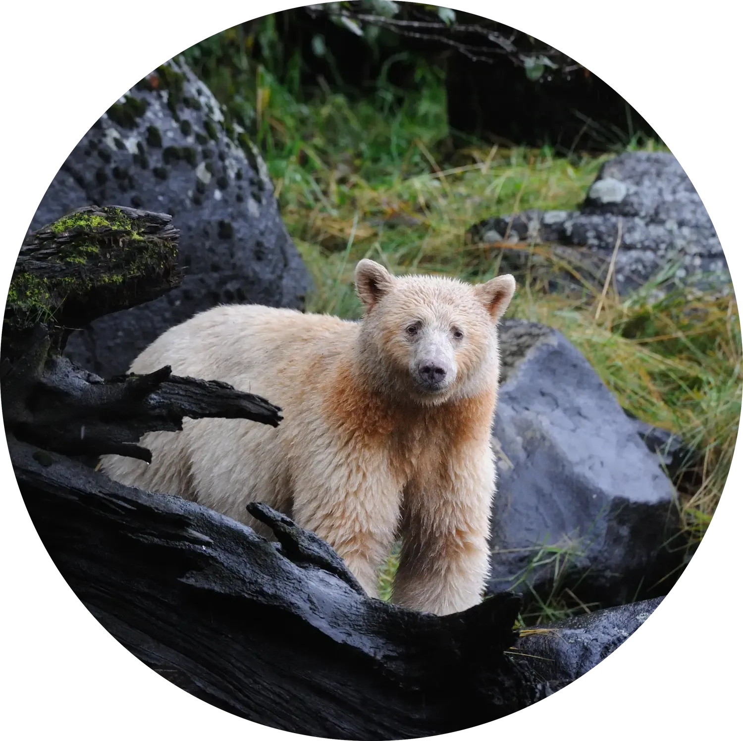 Spirit Bear