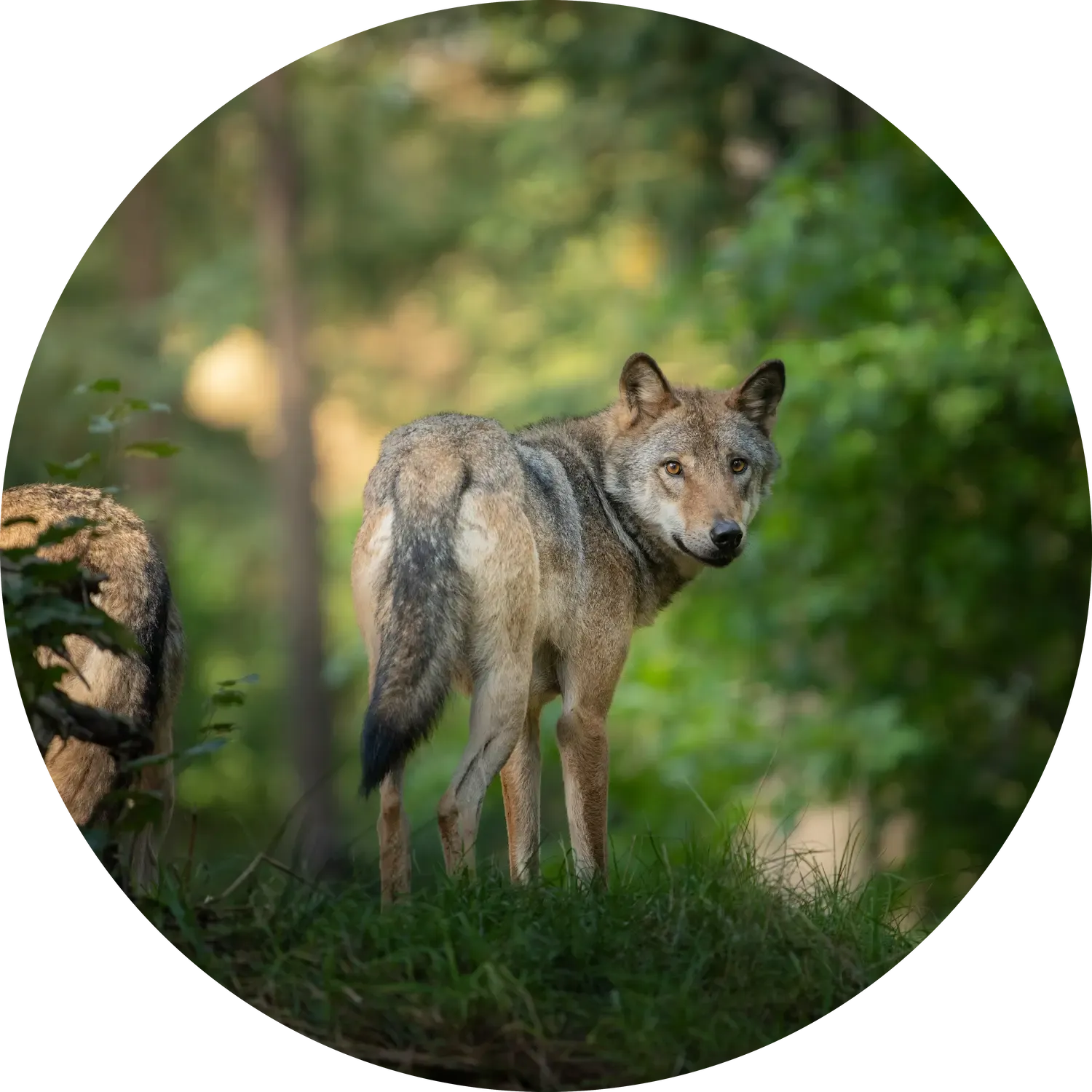 Wolves